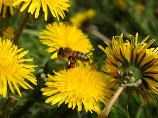 Bees on spring flowers close-up