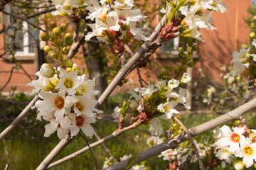 White cherry flowers. Selective focus. Creative vintage background.