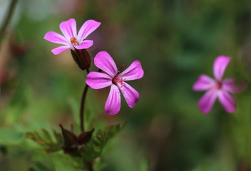 Macro image of the tiny pink wild flowers of Geranium robertianum. Also known as herb-Robert, Storksbill, or Roberts geranium, in a natural outdoor setting.