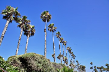 Palmenallee