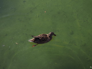patos en su habitat natural