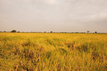 Fototapeta premium Rice plantation in ecuador ready to harvest