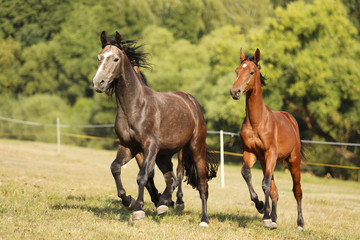 Three young stallions galloping on pasture in sunny summer day. Breed for sport showjumping