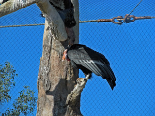 California Condor is the largest North American land bird