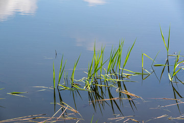 Wiosenne Podlasie. Wiosna w Dolinie Narwi. Podlaskie wierzby, Polska