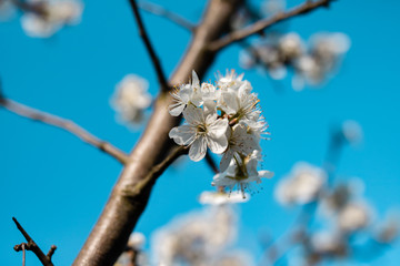 spring blossom of plum tree