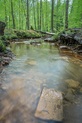 Obraz premium stream in the forest