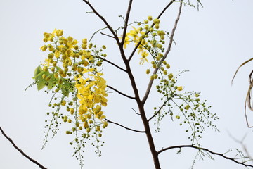 branch with yellow flower kanikonna in kerala 