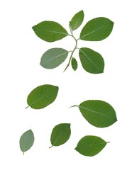 Plakat green leaves of SALIX CAPREA tree isolated