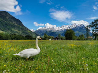 Swan in grass in canton Uri, Switzerland with swiss alps in back