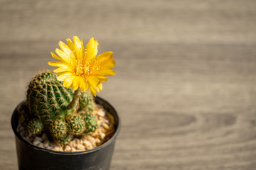 Yellow cactus flower planted in black plastic pot placed on a wooden table. © Thacky