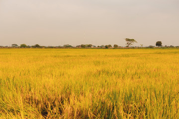 Rice plantation in ecuador ready to harvest