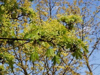 small yellow flowers of maple tree at spring close up