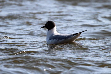 Bonaparte Gull Migrating to Canada