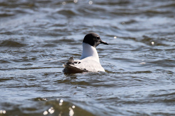 Bonaparte Gull Migrating to Canada