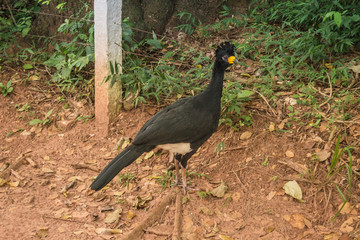 Close-up of a Bare-faced Curassow (Crax fasciolata), a large bird species native to South America, perched in its natural habitat.
