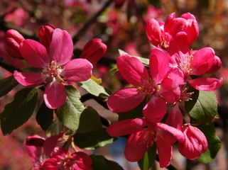 Crab apple tree with pretty pink flowers at spring