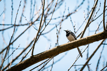 Wagtail