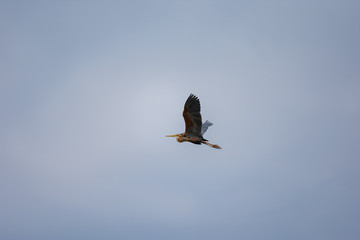 Fischreiher im Flug