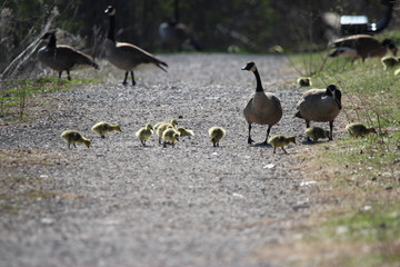 The Canada Goose Family going for a Walk