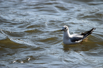 Bonaparte Gull Migrating to Canada