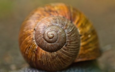 Closeup of the spiral of a snail shell, Helix pomatia