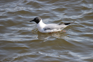 Bonaparte Gull Migrating to Canada