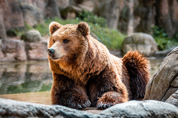 Fototapeta premium Kamchatka brown bear