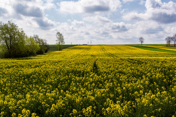 Wiosenne Podlasie. Wiosna w Dolinie Narwi. Podlaskie wierzby, Polska