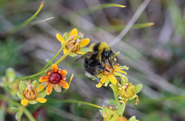 Bombus cryptarum, also know as the cryptic bumblebee