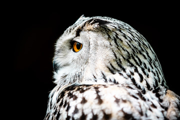 Snowy owl