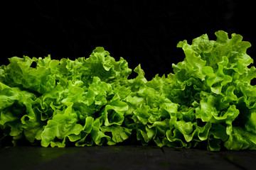 Close-up fresh green leaf lettuce or loose-leaf lettuce on black background with copyspace