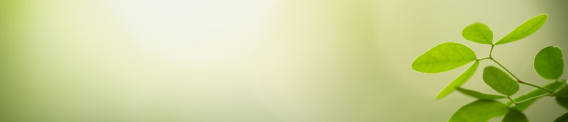 Closeup beautiful nature view of green leaf on blurred greenery background in garden with copy space using as background natural green plants landscape, ecology, fresh wallpaper cover concept.