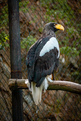 Steller's sea eagle