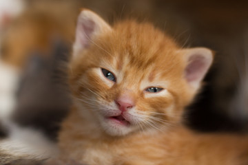 homeless little fluffy gray kitten with blue eyes