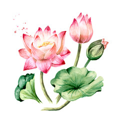 Bouquet of pink Lotus flowers with green leaves. Hand drawn botanical watercolor illustration, isolated on white background