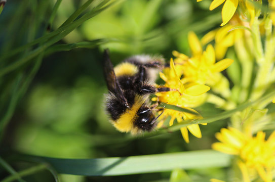 Bombus cryptarum, also know as the cryptic bumblebee