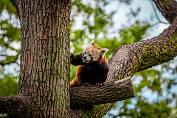 red panda