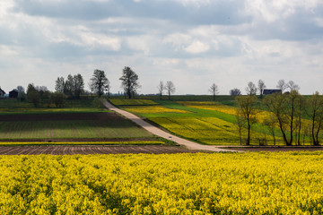 Wiosenne Podlasie. Wiosna w Dolinie Narwi. Podlaskie wierzby, Polska