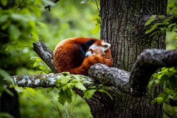 red panda