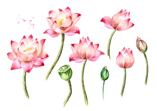 Pink Lotus flowers set. Hand drawn botanical watercolor illustration isolated on white background