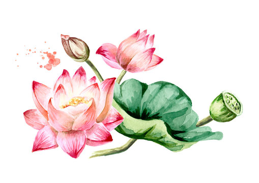 Pink Lotus flowers with green leaf. Hand drawn botanical watercolor illustration isolated on white background