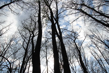 
sky in the forest
