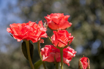 Roses. The buds of roses red. A bed of flowers.