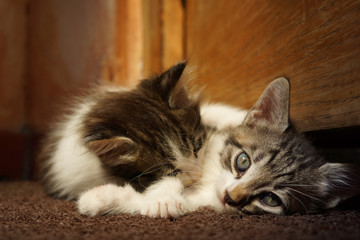 Two cute kittens with white fur playing on the floor at home.