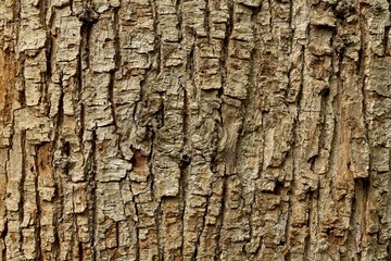 Bark of a large old linden tree. (Tilia platyphyllos)