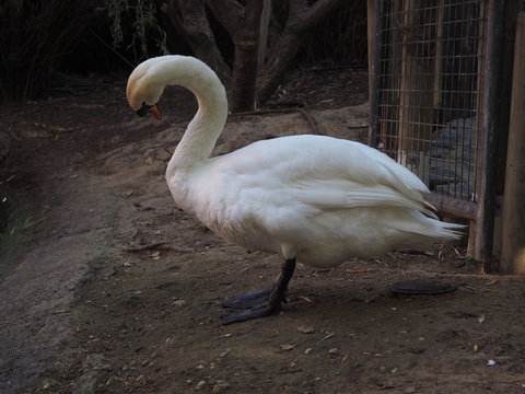 cisne blanco en lago