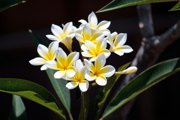 White flowers with yellow in the middle. 