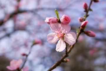 A close-up of blooms of a peach blossom tree on a sunny day in Spring.
