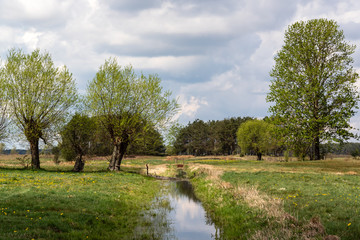Wiosenne Podlasie. Wiosna w Dolinie Narwi. Podlaskie wierzby, Polska